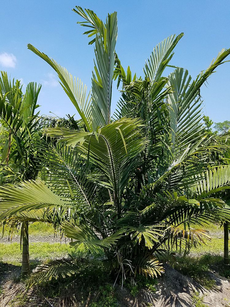arenga-tremula-dwarf-sugar-palm