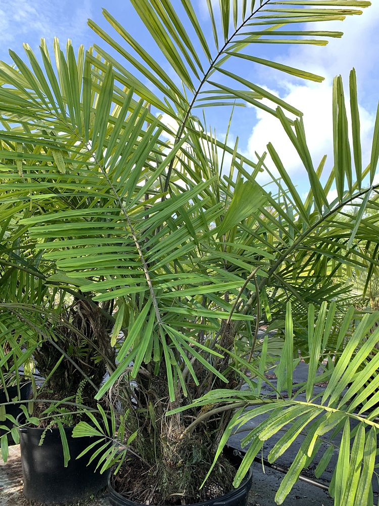 arenga-tremula-dwarf-sugar-palm