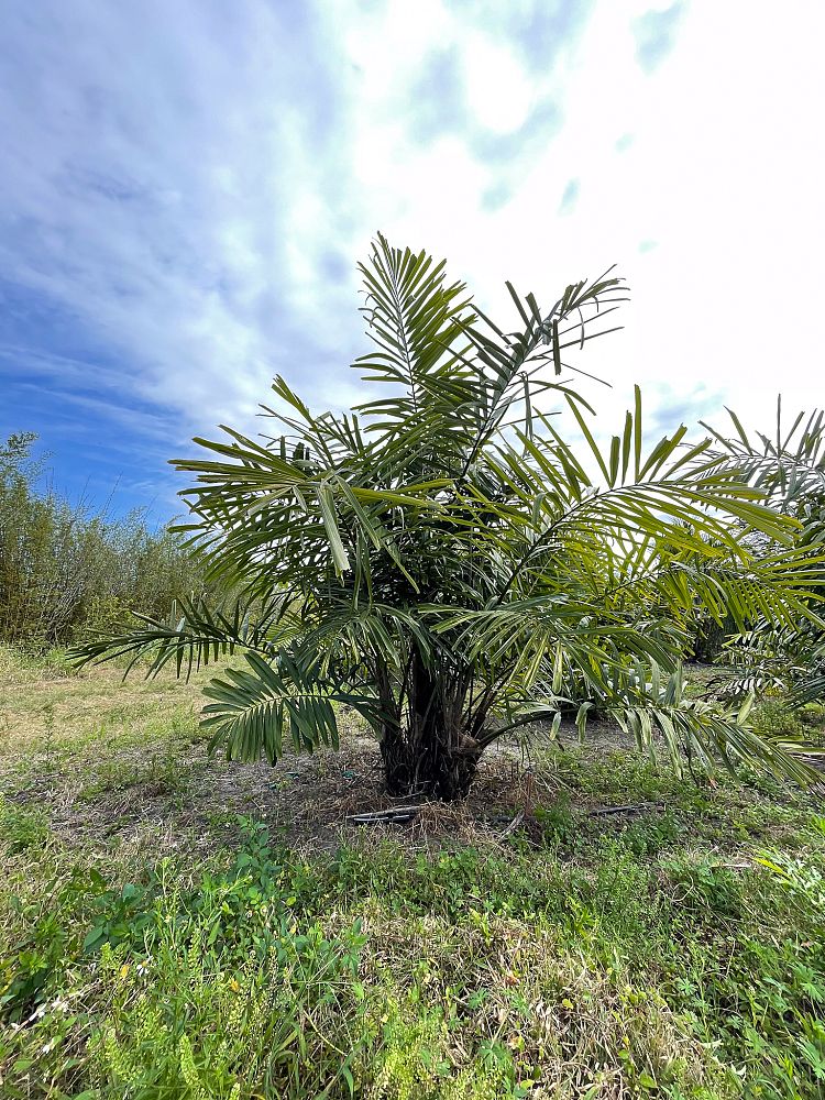 arenga-tremula-dwarf-sugar-palm