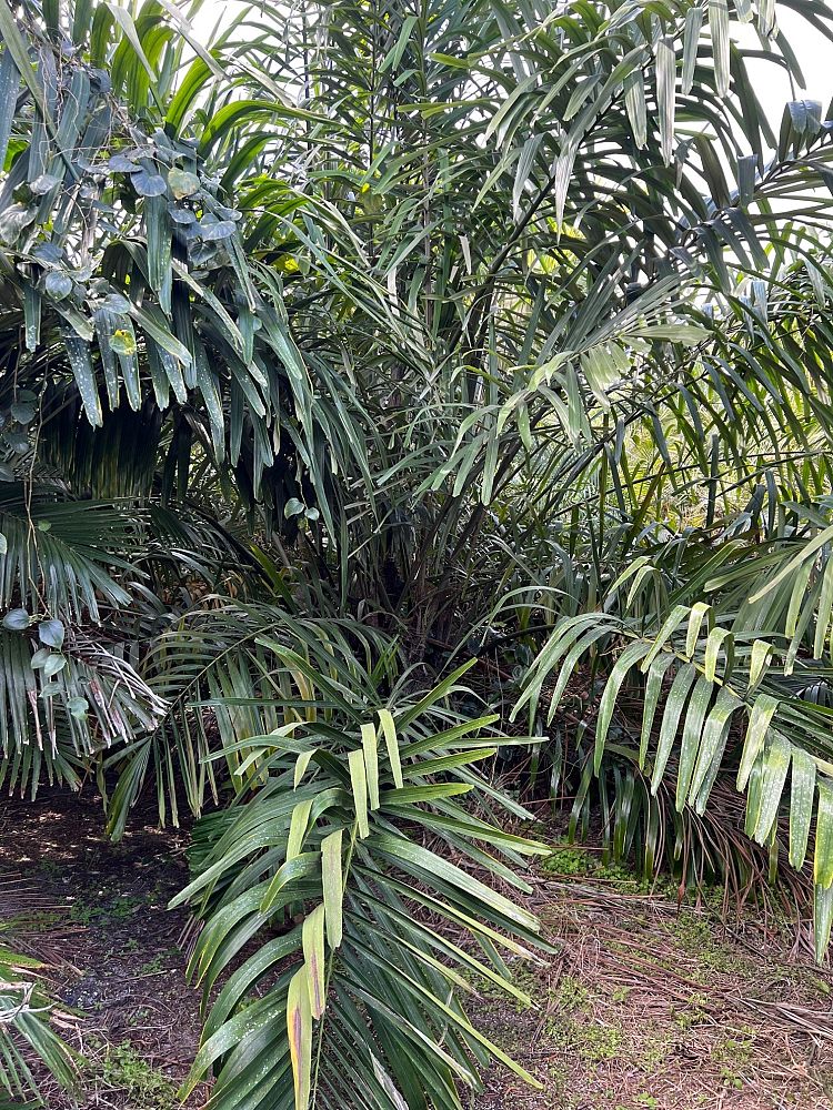 arenga-tremula-dwarf-sugar-palm