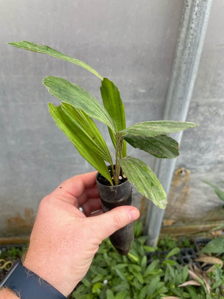 arenga-tremula-dwarf-sugar-palm