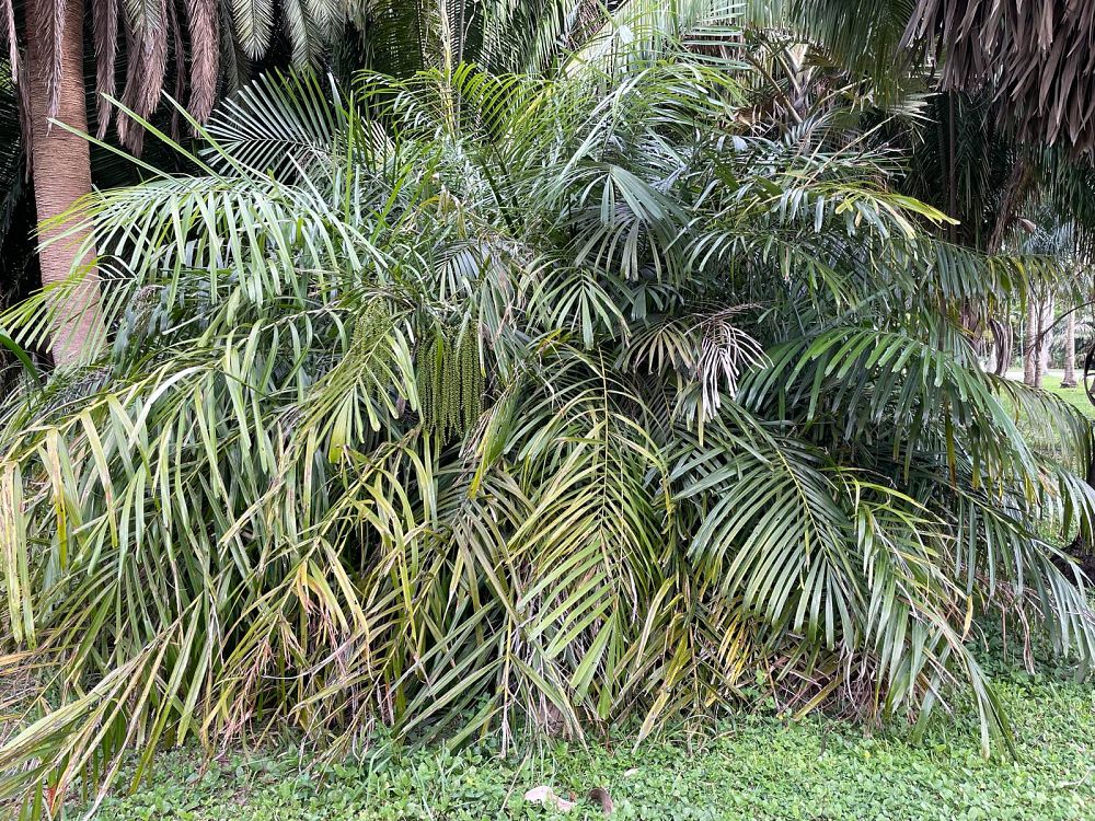 arenga-tremula-dwarf-sugar-palm
