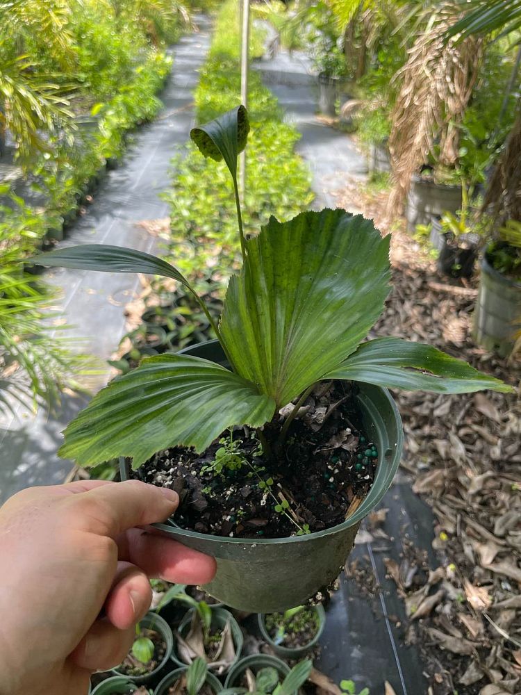 arenga-tremula-dwarf-sugar-palm