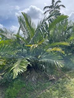 arenga-tremula-dwarf-sugar-palm