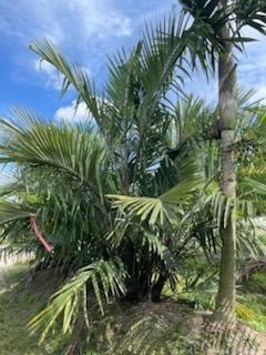 arenga-tremula-dwarf-sugar-palm