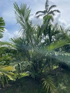 arenga-tremula-dwarf-sugar-palm