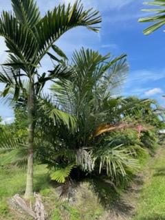 arenga-tremula-dwarf-sugar-palm