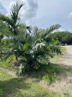 arenga-tremula-dwarf-sugar-palm