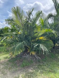 arenga-tremula-dwarf-sugar-palm