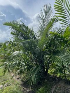 arenga-tremula-dwarf-sugar-palm