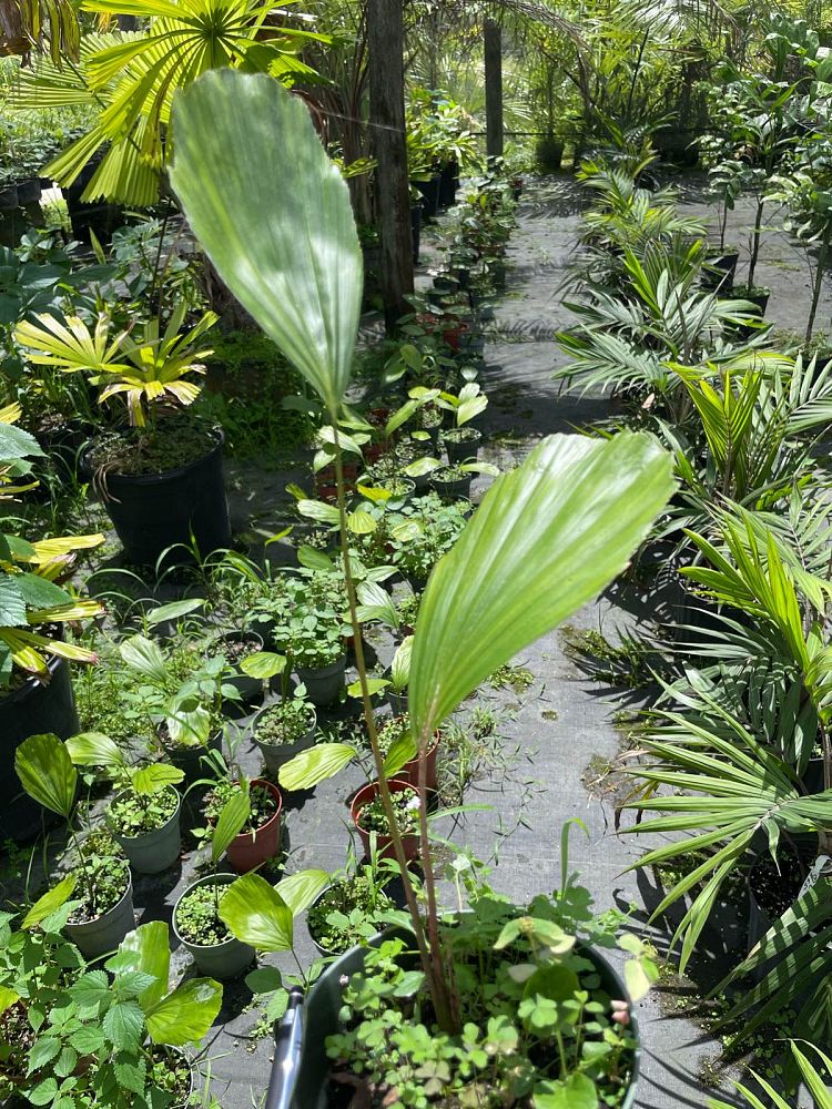arenga-undulatifolia