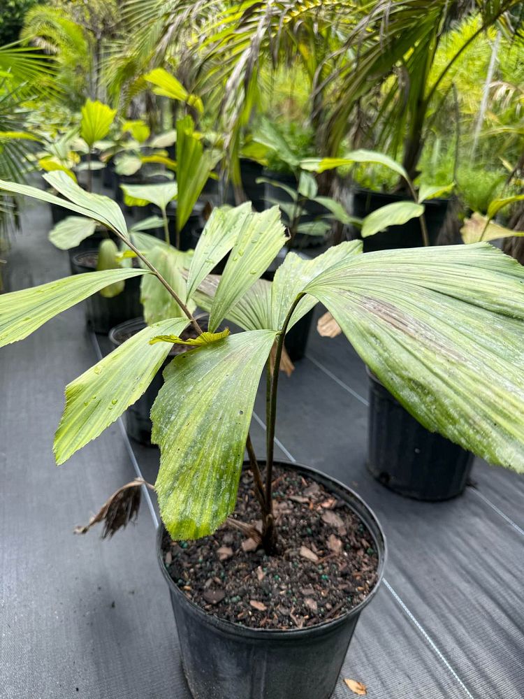 arenga-undulatifolia