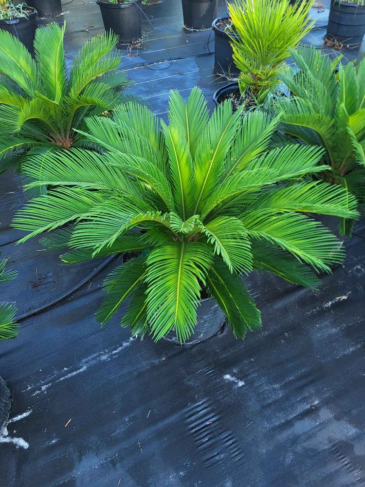 arenga-wightii-wight-s-sago-palm