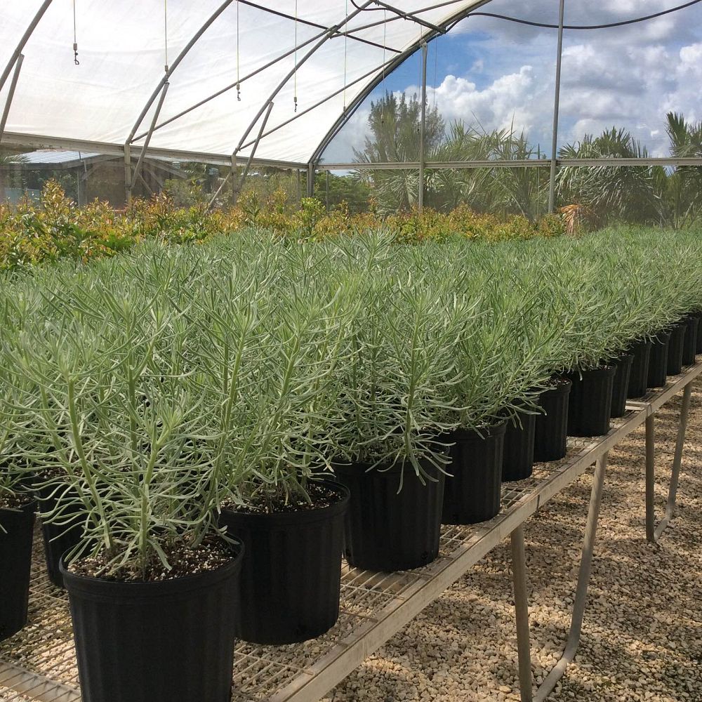 argusia-gnaphalodes-sea-lavender