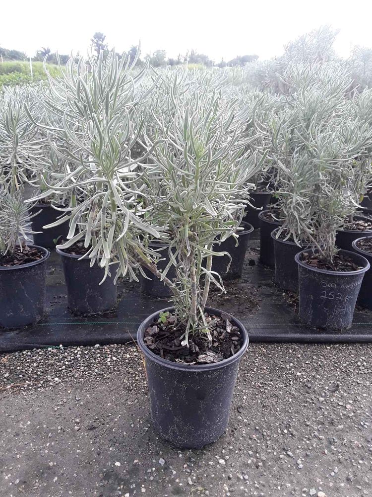 argusia-gnaphalodes-sea-lavender