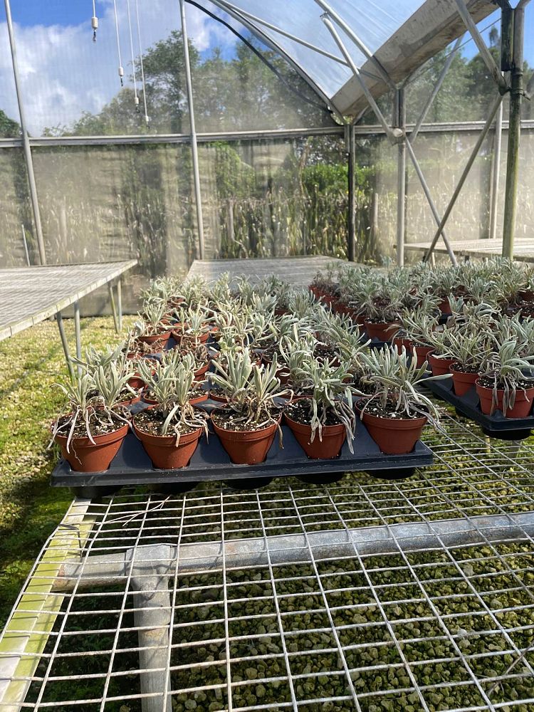 argusia-gnaphalodes-sea-lavender