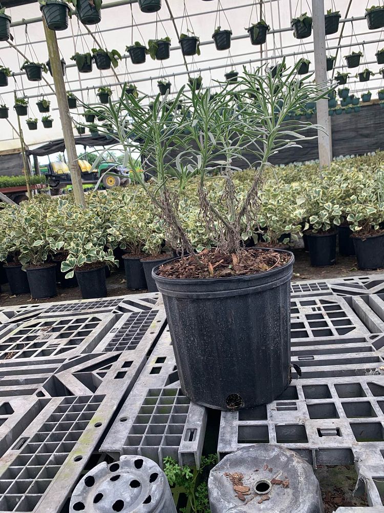 argusia-gnaphalodes-sea-lavender
