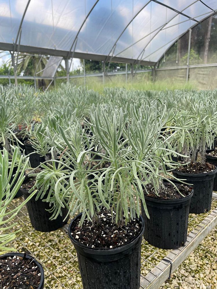 argusia-gnaphalodes-sea-lavender