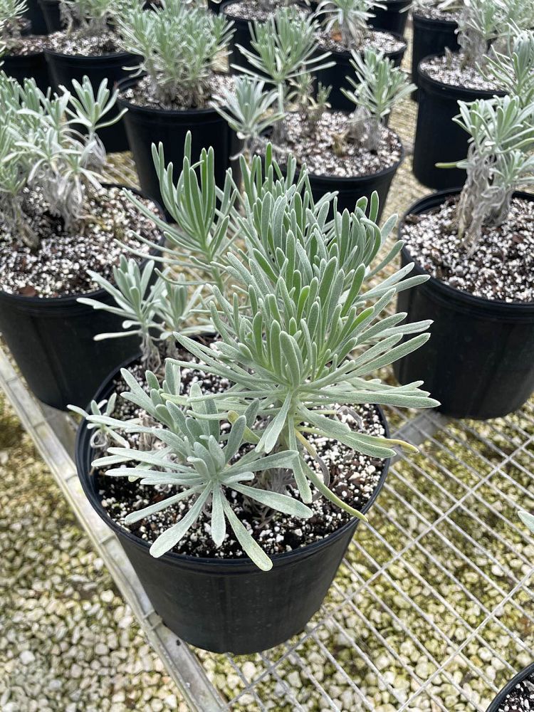 argusia-gnaphalodes-sea-lavender