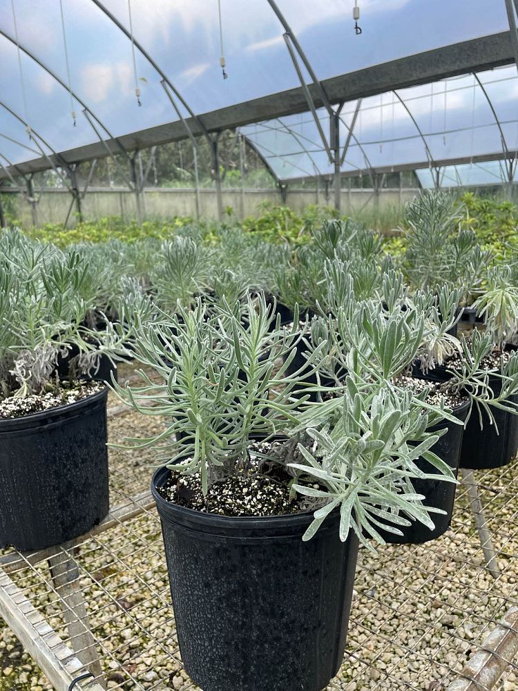 argusia-gnaphalodes-sea-lavender