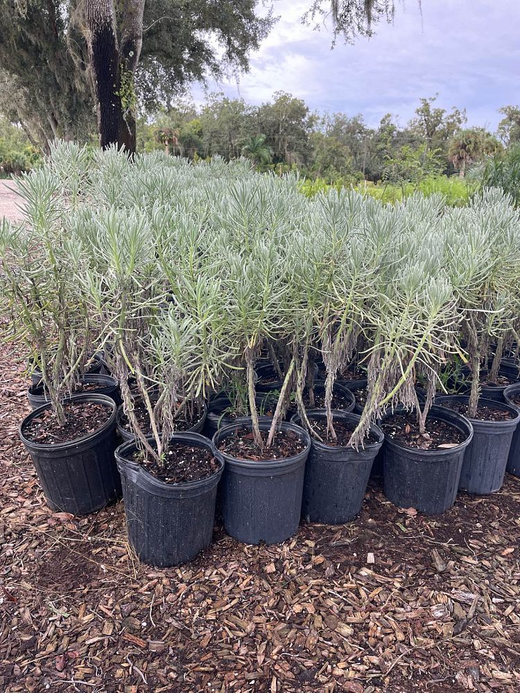 argusia-gnaphalodes-sea-lavender