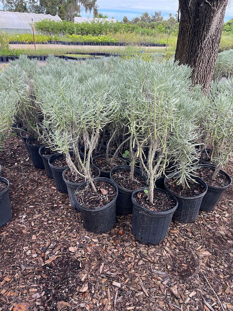 argusia-gnaphalodes-sea-lavender