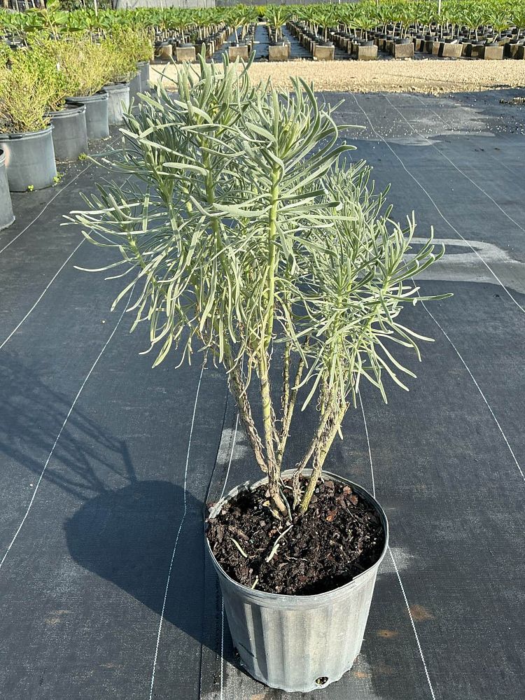 argusia-gnaphalodes-sea-lavender