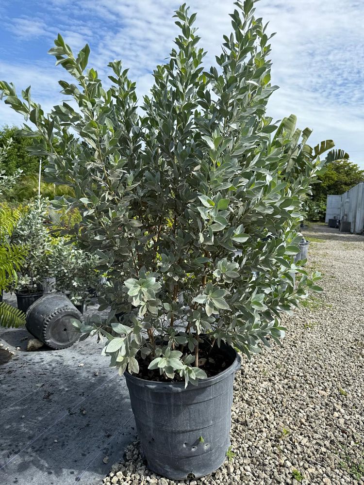 argythamnia-silverbush