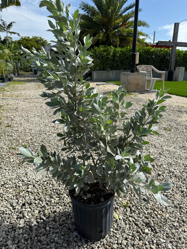 argythamnia-silverbush
