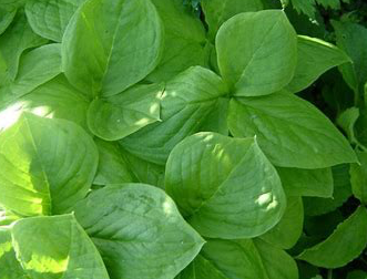 arisaema-amurense-asian-green-dragon-jack-in-the-pulpit