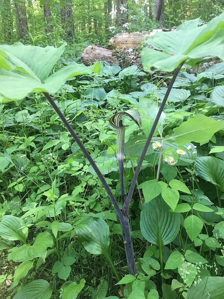 arisaema-triphyllum-jack-in-the-pulpit
