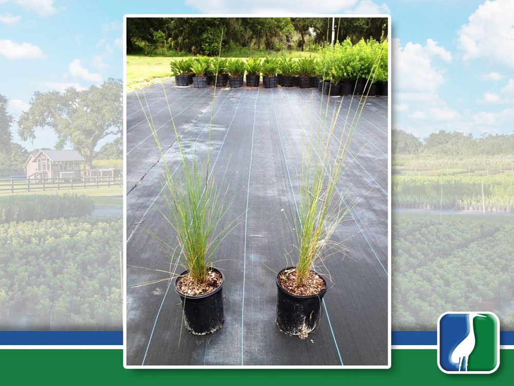 aristida-stricta-aristida-beyrichiana-wiregrass