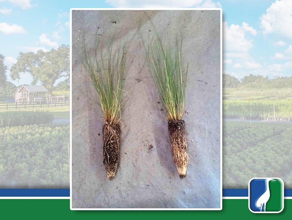 aristida-stricta-aristida-beyrichiana-wiregrass