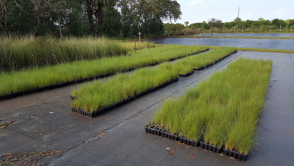 aristida-stricta-aristida-beyrichiana-wiregrass