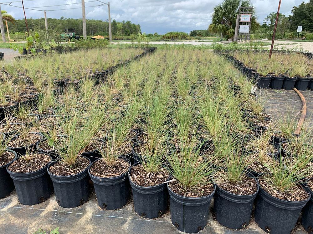 aristida-stricta-aristida-beyrichiana-wiregrass