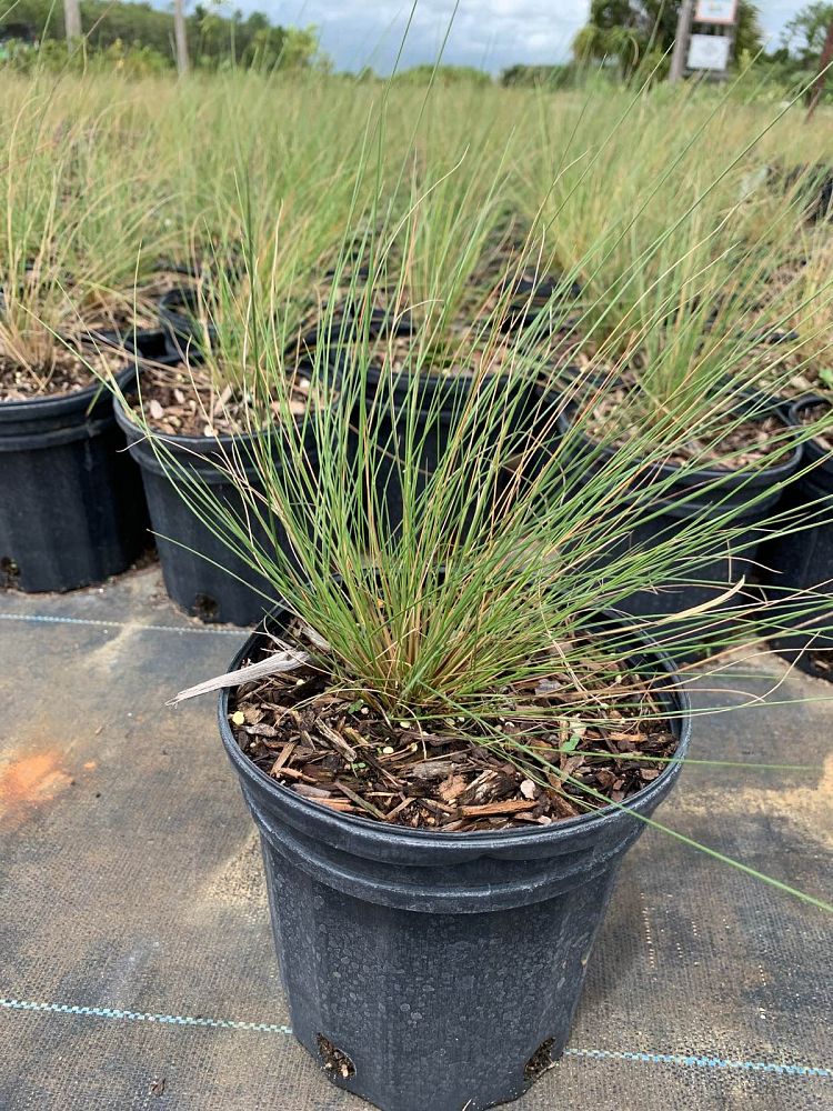 aristida-stricta-aristida-beyrichiana-wiregrass