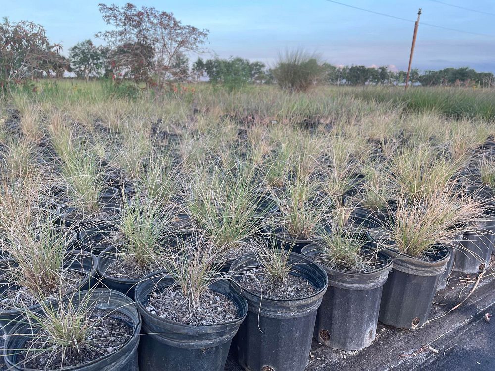 aristida-stricta-aristida-beyrichiana-wiregrass