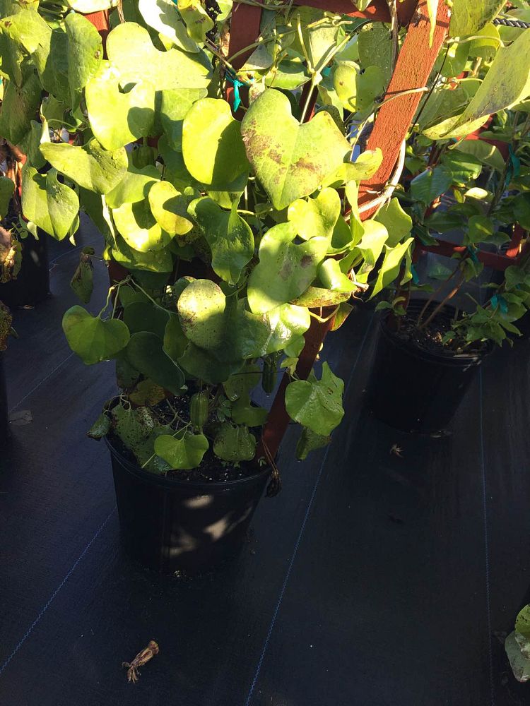 aristolochia-dutchmen-s-pipe-birthwort