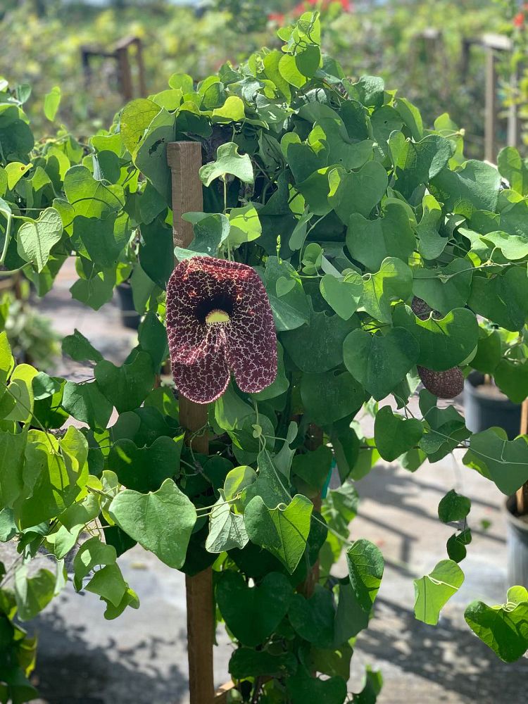 aristolochia-gigantea-giant-dutchman-s-pipe