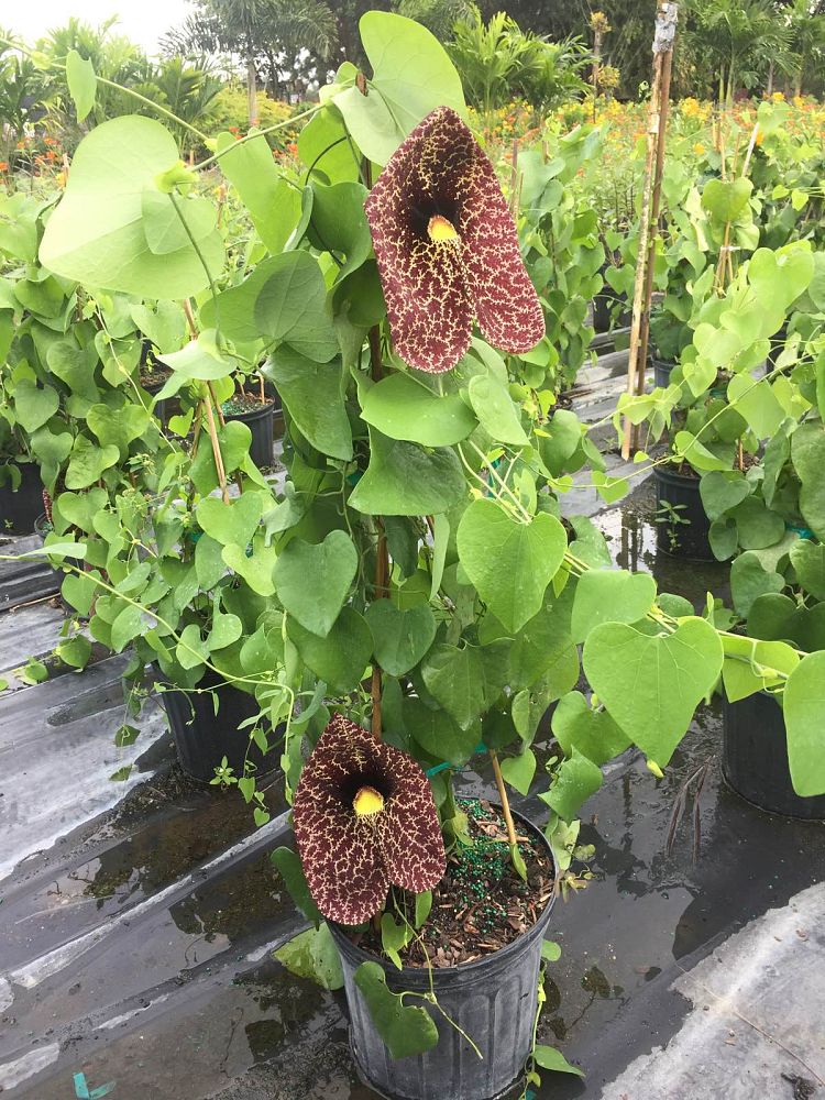 aristolochia-littoralis-calico-flower
