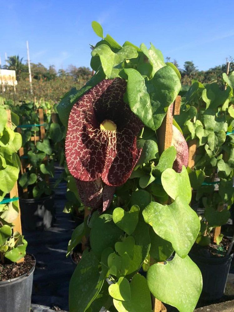 aristolochia-littoralis-calico-flower