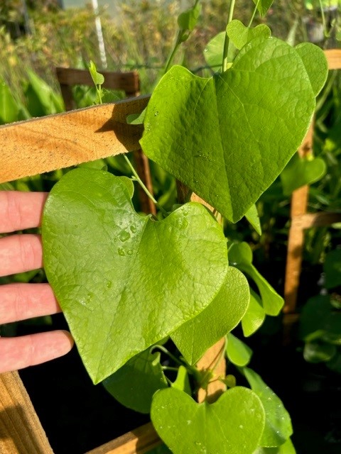 aristolochia-macrophylla-dutchman-s-pipe