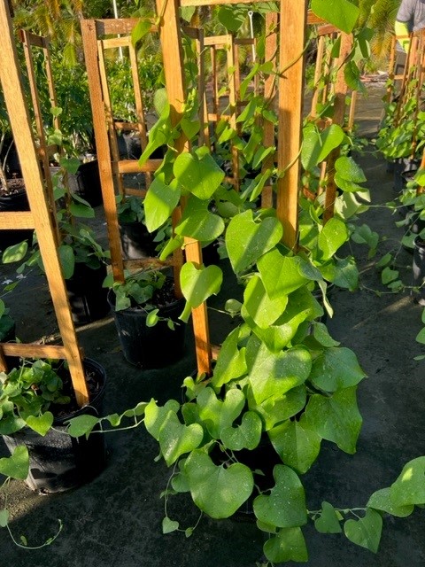 aristolochia-macrophylla-dutchman-s-pipe