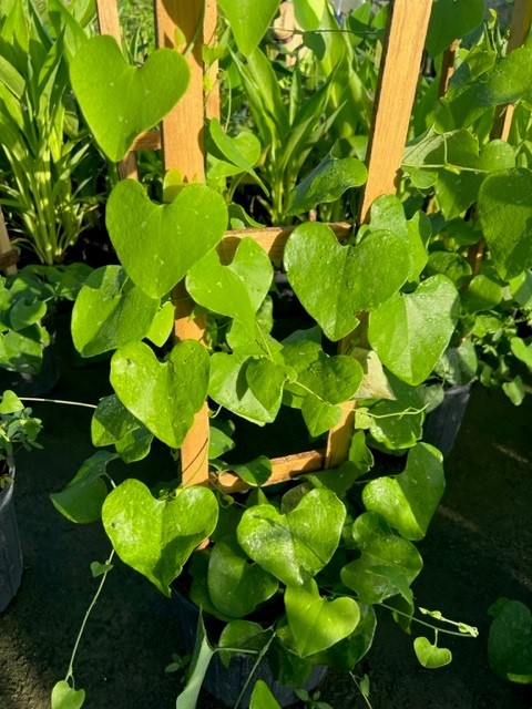 aristolochia-macrophylla-dutchman-s-pipe