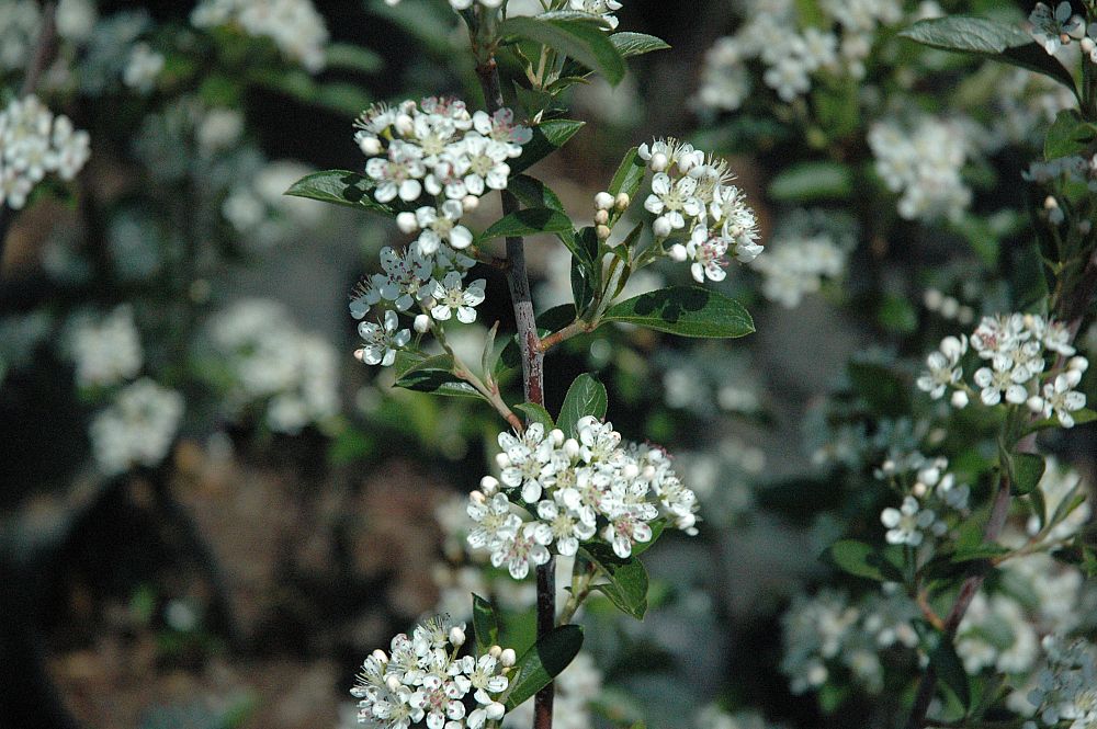 aronia-arbutifolia-brilliantissima-red-chokeberry