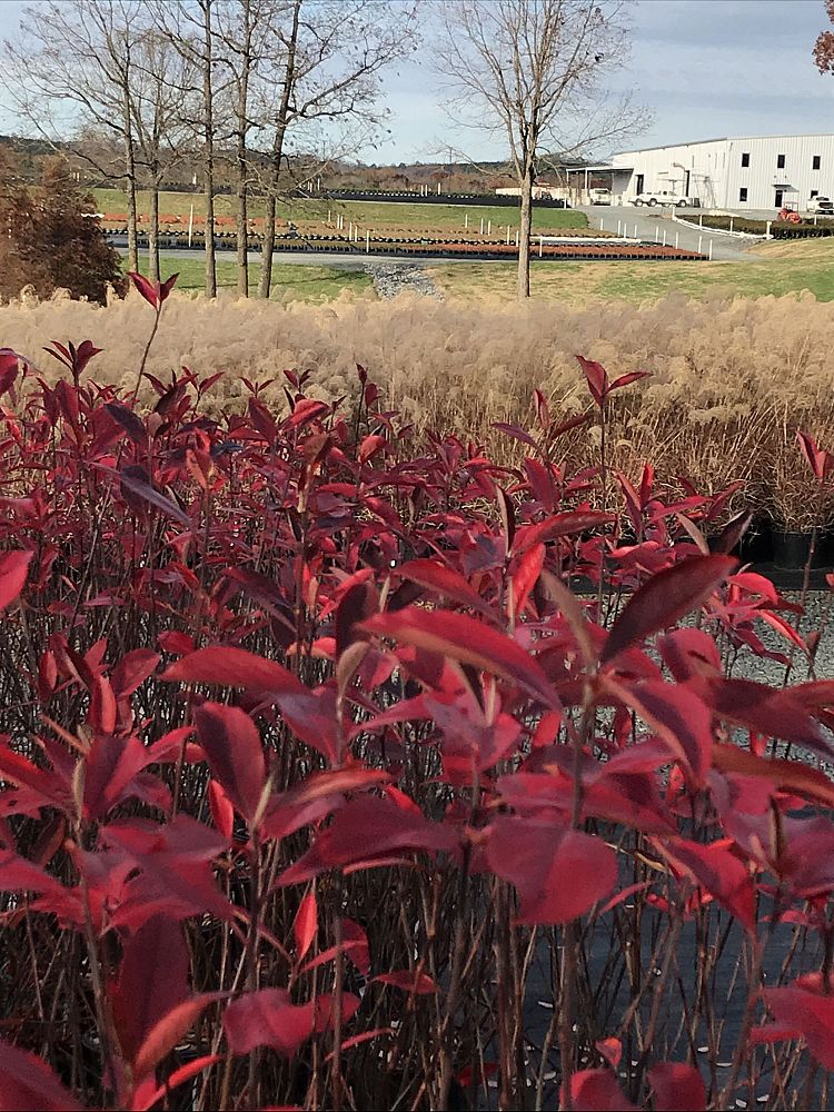 aronia-arbutifolia-brilliantissima-red-chokeberry