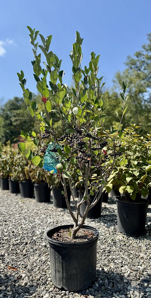 aronia-melanocarpa-autumn-magic-black-chokeberry