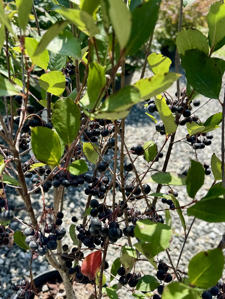 aronia-melanocarpa-autumn-magic-black-chokeberry