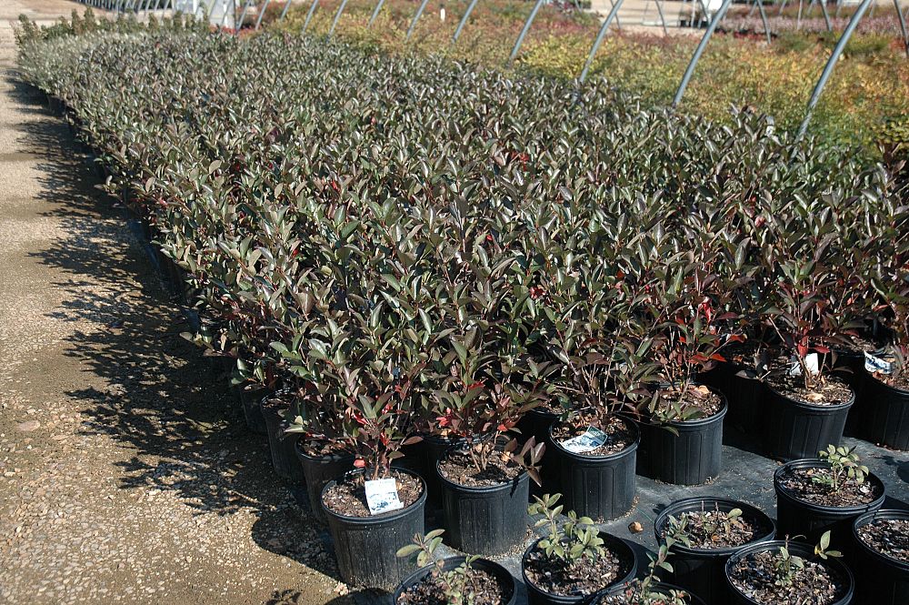 aronia-melanocarpa-viking-black-chokeberry