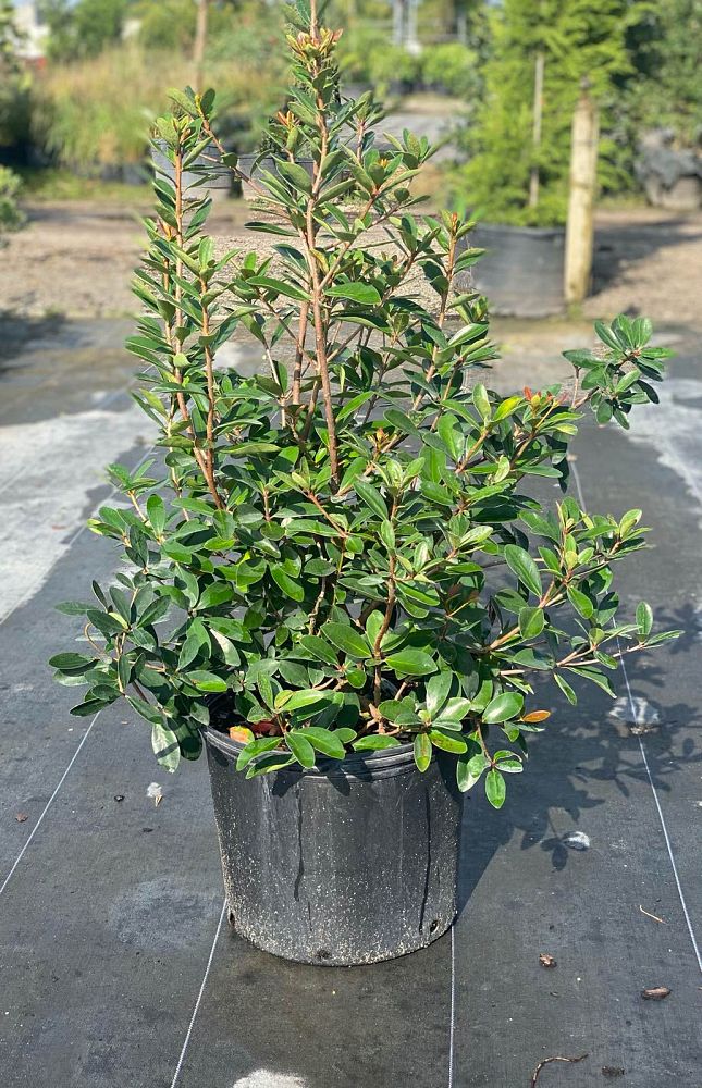 aronia-prunifolia-purple-chokeberry